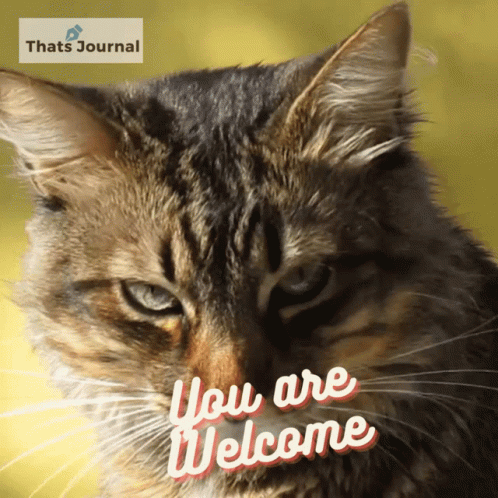 welcome cat