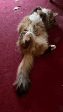 Hiro Cat GIF
