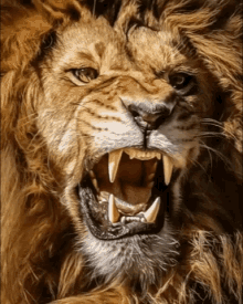 Lion King GIF