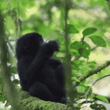 Baby Gorilla GIF - Baby Gorilla Pound GIFs