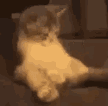 Katzen Schwanz GIF