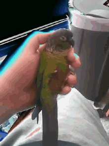 Green Cheek Conure Parrot GIF - Green Cheek Conure Conure Parrot GIFs