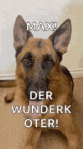 a german shepherd dog is laying on the floor with the words max der wunderk oter written on it .