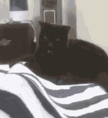 Angry Cat Furious Cat GIF - Angry Cat Furious Cat Cat Attack GIFs