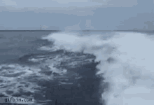 Dolphins Crash GIF