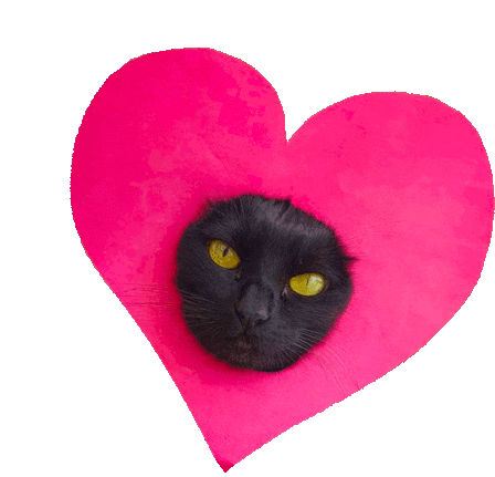 Cat Gato Sticker - Cat Gato Coração Stickers