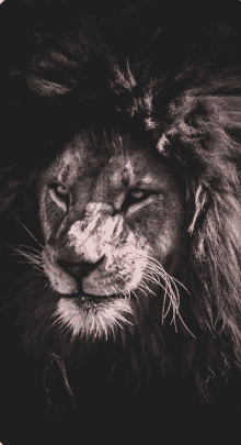 Angry Lion GIF - Angry Lion GIFs