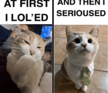 At First I Lol'Ed And Then I Seioused Funny GIF - At First I Lol'Ed And Then I Seioused Funny Cat GIFs