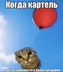a cat is looking up at a red balloon in the sky with a caption in russian