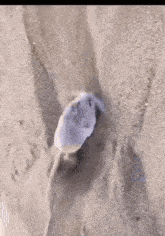 мышка капает мышь GIF - мышка капает мышь песок GIFs