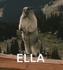 Ella Marmot GIF