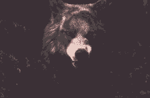 wolf backaway canis lupus werewolf