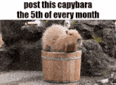 a capybara is sitting in a wooden bucket with the caption post this capybara the 5th of every month .