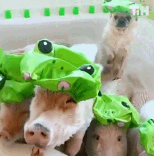pigs this is happening cute dog pig