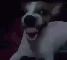 laughing cachorro