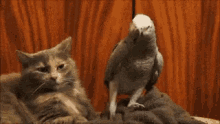 Parrot African Grey GIF