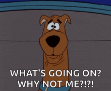 Confused Wat GIF - Confused Wat Scooby Doo GIFs