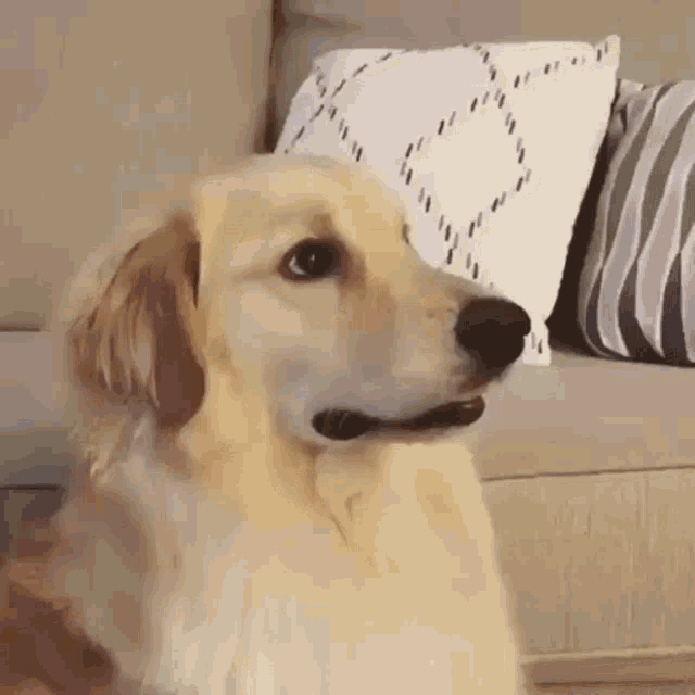a dog is sitting on a couch with pillows in front of it .