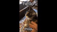 hello mila mila kitty cat