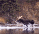 Majestic Moose Moose Running GIF - Majestic Moose Moose Majestic GIFs