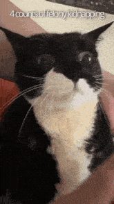 a black and white cat with the words 4 counts of felony kidnapping written above it