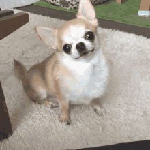 Bubble Dog Chihuahua GIF - Bubble Dog Chihuahua Cute GIFs