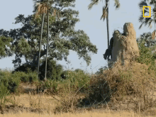Leopard Walking National Geographic GIF - Leopard Walking National Geographic Savage Kingdom GIFs