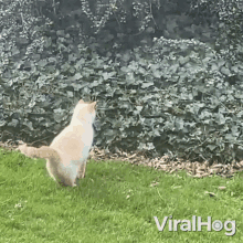 Cat Face Planted On The Bushes Viralhog GIF - Cat Face Planted On The Bushes Viralhog Silly Cat Jumped On The Bushes GIFs