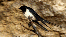 a black and white bird sitting on a tree branch