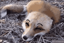 fox blah bored fox open mouth
