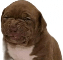 a brown and white puppy with a sad look on its face