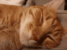 Cat Eye Opener GIF - Cat Eye Opener Awakenings GIFs
