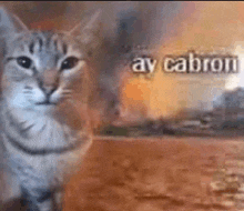 a cat is standing in front of a burning building with the words ay cabron written on it .