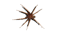 a close up of a spider on a white surface