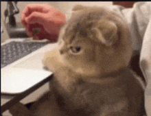 Angry Cat Smol Cat GIF - Angry Cat Cat Smol Cat GIFs