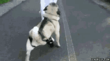 Dog With A Peg Leg GIF - Pug Peg Leg Dog GIFs