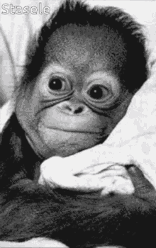 baby orangutan silly cute funny make face