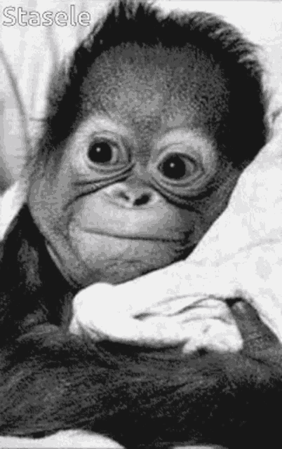 orangutan baby cute