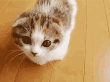 Cat Pets GIF - Cat Pets Kitty GIFs