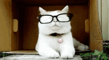 Cat Serious GIF - Cat Serious Cant See GIFs