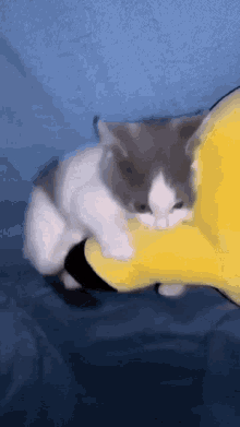 Cat Plush GIF - Cat Plush Bite GIFs