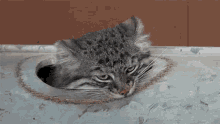 Manul Pallas Cat GIF - Manul Pallas Cat Manul Cat GIFs