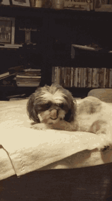 Cute Puppy GIF - Cute Puppy Yawning GIFs