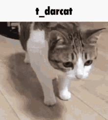 T_darcat GIF - T_darcat GIFs