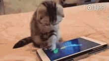 Cat Playing With Smartphone - Smartphone GIF - Smartphone Cat Kitten GIFs