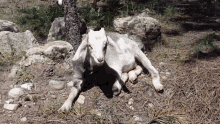 Goat Goat Chewing GIF - Goat Goat Chewing GIFs