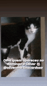 Gatos Oliver GIF
