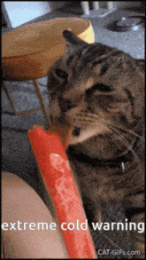 a cat is eating a watermelon popsicle with the words extreme cold warning below it