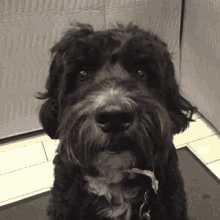 Porti Deal With It GIF - Porti Deal With It Dog GIFs
