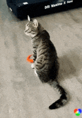 a cat is playing with a frisbee on the floor in front of a mattress that says daft maximo x now